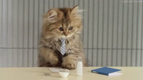 Cat Cute GIF - Cat Cute Work GIFs